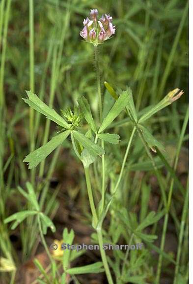 trifolium bifidum var decipiens 3 graphic